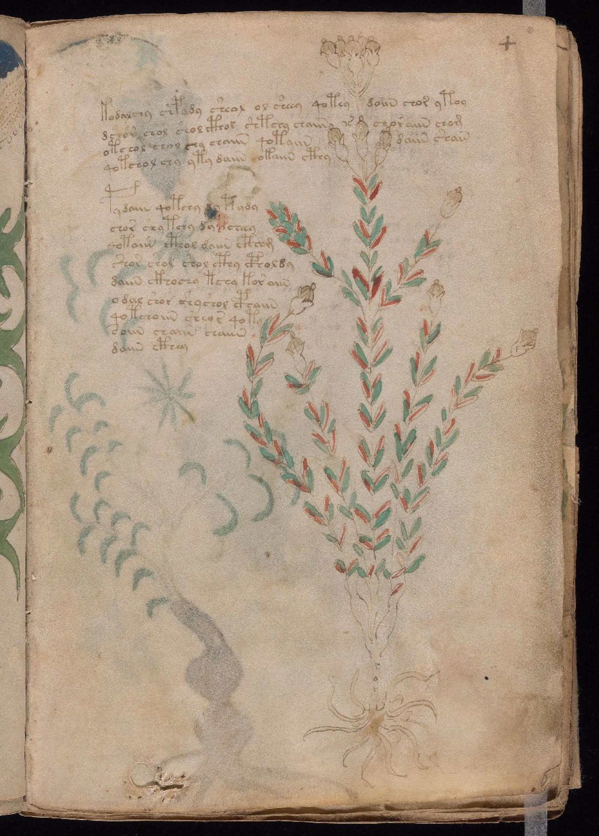 Close view of the plant and its roots on folio 4r.